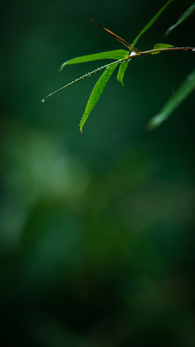 春雨