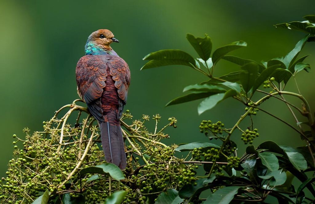 野生林鳥 - 生態, 動物 - 野生林鳥 - 老斑馬 - 圖蟲攝影網